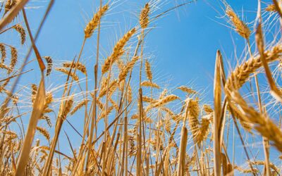 Accorgimenti da applicare alle attrezzature meccaniche che vengono usate in cerealicoltura